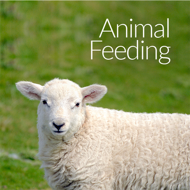 Animal Feeding