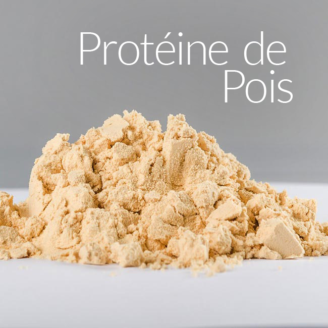 Protéine de Pois